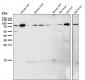 Anti-GRP78 BiP HSPA5 Rabbit Monoclonal Antibody